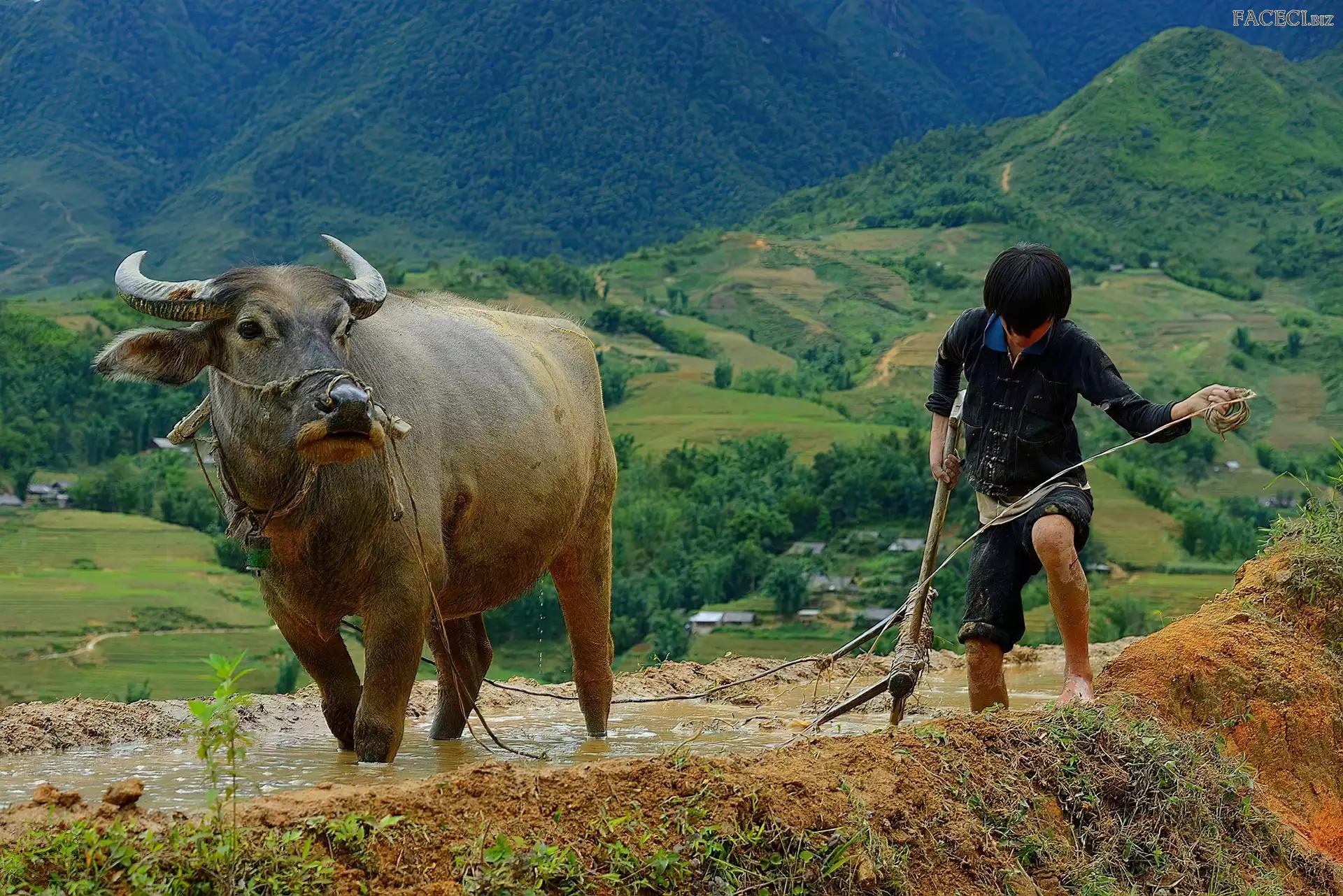 Bawół, Orka, Mężczyzna, Góry