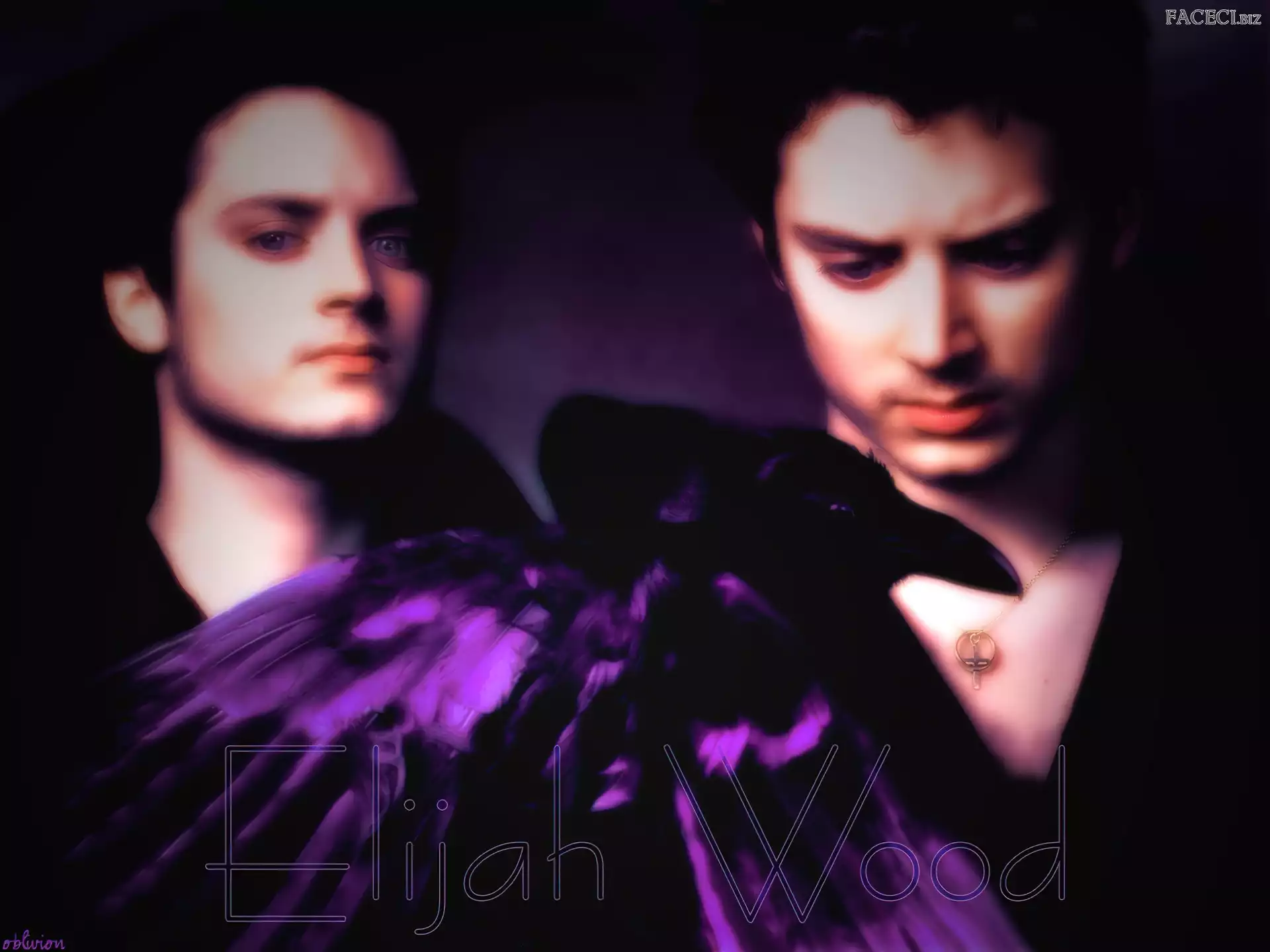 ptak, Elijah Wood, niebieskie oczy