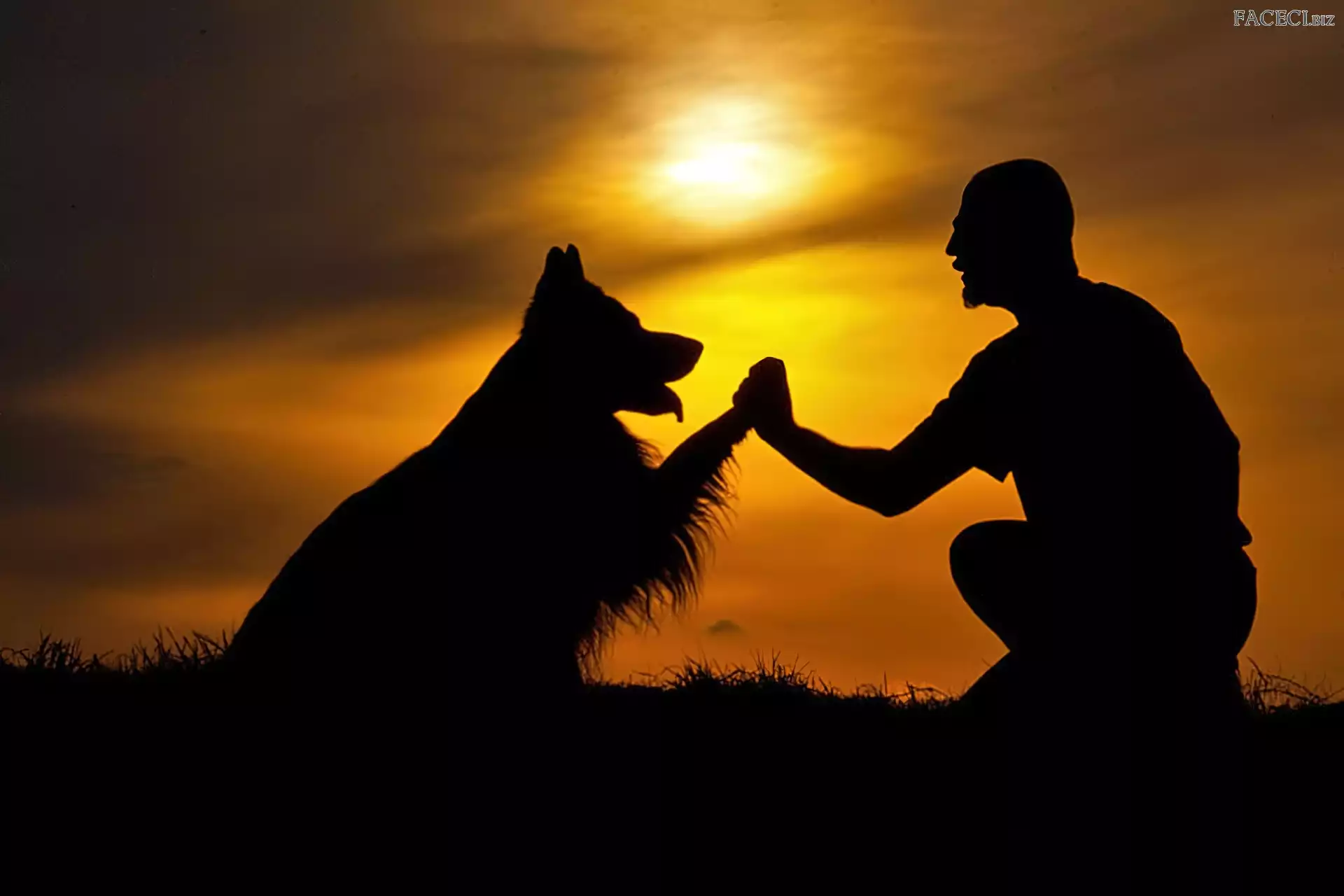 Słońca, Mężczyzna, Zachód, Pies